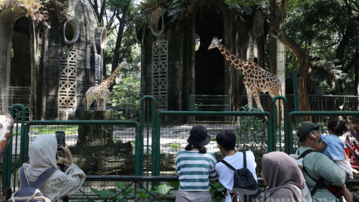 Harga Tiket Ragunan Zoo September 2026, Wisata Murah di Jakarta