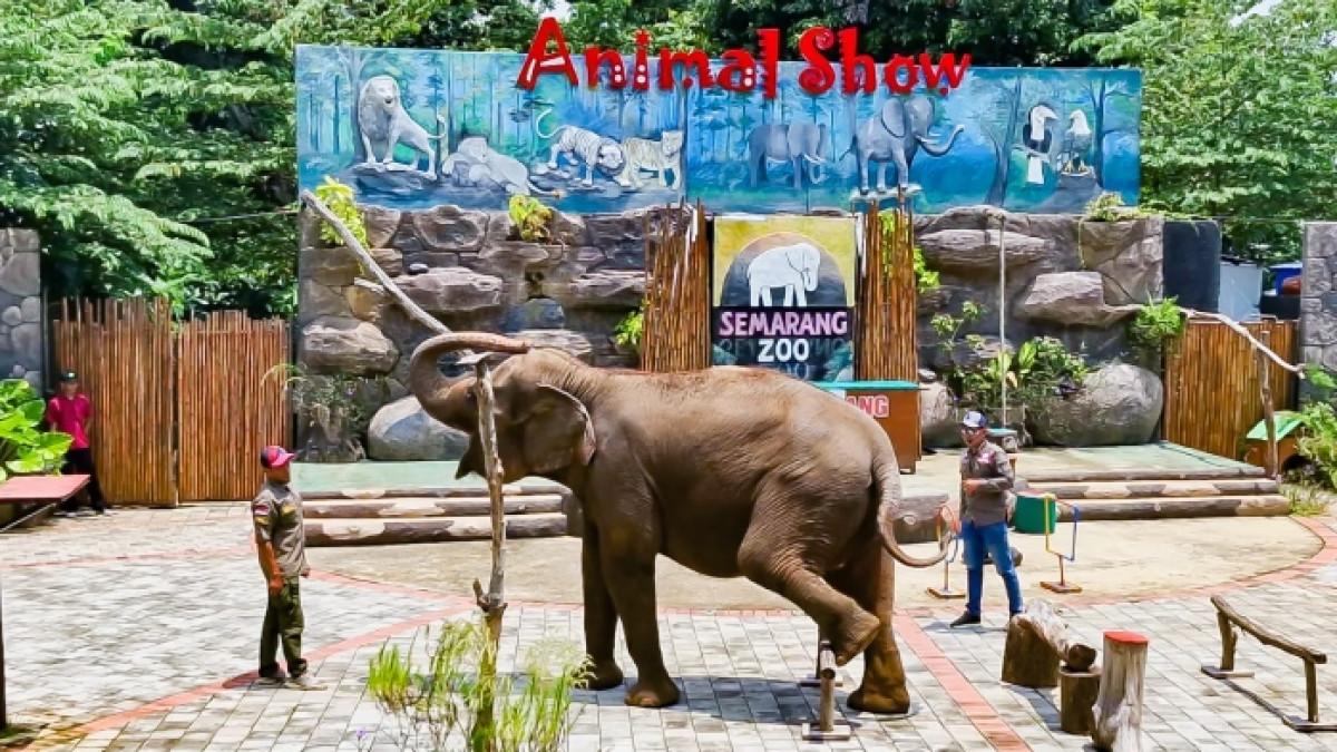 Harga Tiket Semarang Zoo April 2026, Ada Promo Menarik untuk Liburan ...
