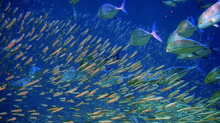 Fakta Mengejutkan tentang Monster Laut yang Belum Kamu Ketahui