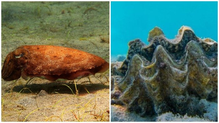 Ke Rang Simak Selain Kerang Kima, Simak Daftar Binatang Laut yang Dilarang Dikonsumsi ...