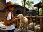 Pony-Park-tempat-wisata-terbaru-di-Klaten-Jawa-Tengah-yang-opening-pada-28-Juni-20263.jpg